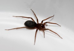 Mesiotelus