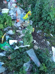 Leonotis nepetifolia