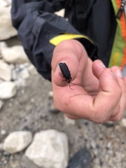 Pyractonema