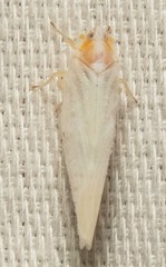 Neocenchrea heidemanni