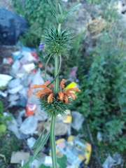 Leonotis nepetifolia