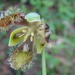 Calochortus spatulatus - Photo (c) García-Martínez Miguel A., algunos derechos reservados (CC BY-NC), subido por García-Martínez Miguel A.