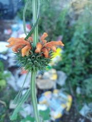 Leonotis nepetifolia