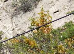 Phoradendron nervosum