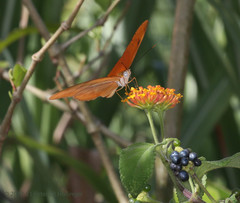 Dryas