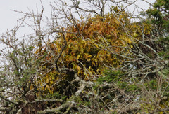 Phoradendron nervosum