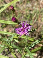 Vernonia texana