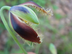 Calochortus spatulatus