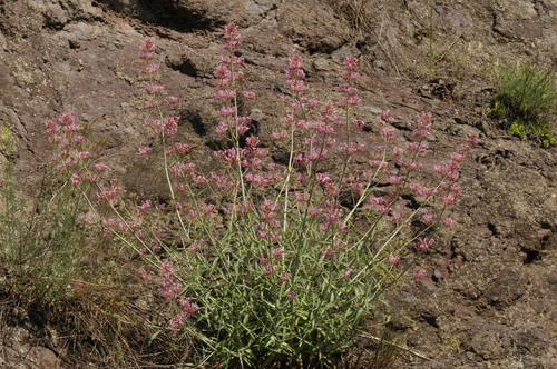 Image of Long-Flowered Spur-Valerian (Centranthus longiflorus) by (c) Todd Boland, some rights reserved (CC BY)