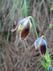 Calochortus spatulatus