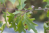 Quercus × fernaldii - Photo (c) Samuel Brinker, some rights reserved (CC BY-NC), uploaded by Samuel Brinker