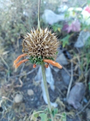 Leonotis nepetifolia