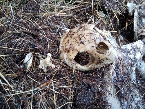 Loggerhead Sea Turtle photographed in North Carolina