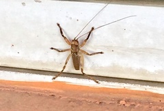 Liparoscelis pallidispina