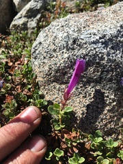 Penstemon davidsonii davidsonii