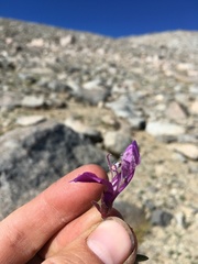 Penstemon davidsonii davidsonii