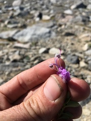 Penstemon davidsonii davidsonii