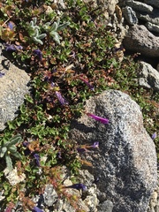 Penstemon davidsonii davidsonii