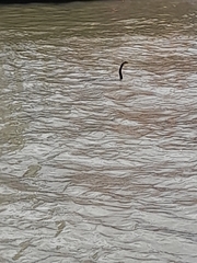 Anhinga novaehollandiae