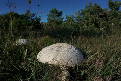 Agaricus crocodilinus