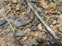 Scolopocryptops sukuyan