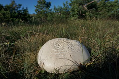 Agaricus crocodilinus