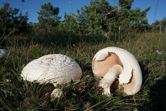 Agaricus crocodilinus
