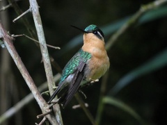 Lampornis