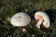 Agaricus crocodilinus