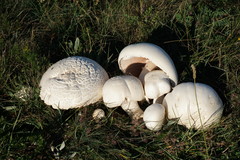 Agaricus crocodilinus