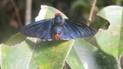 Pyrrhopyge