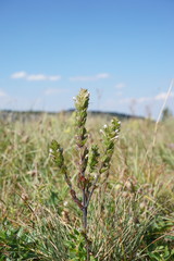 Euphrasia pectinata