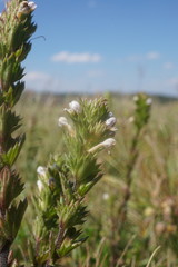 Euphrasia pectinata