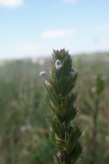 Euphrasia pectinata