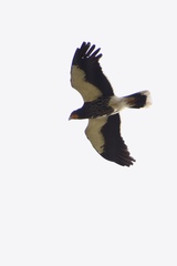 Daptrius carunculatus