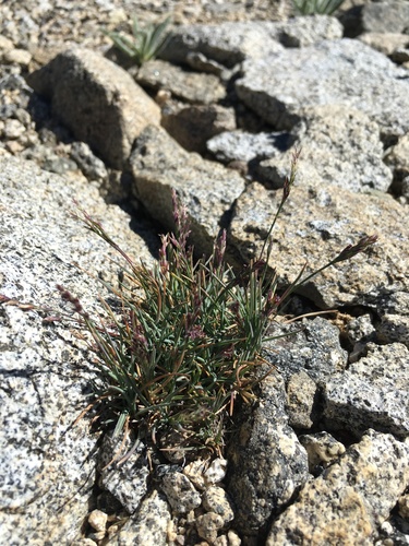 Keck's bluegrass (Poa keckii)