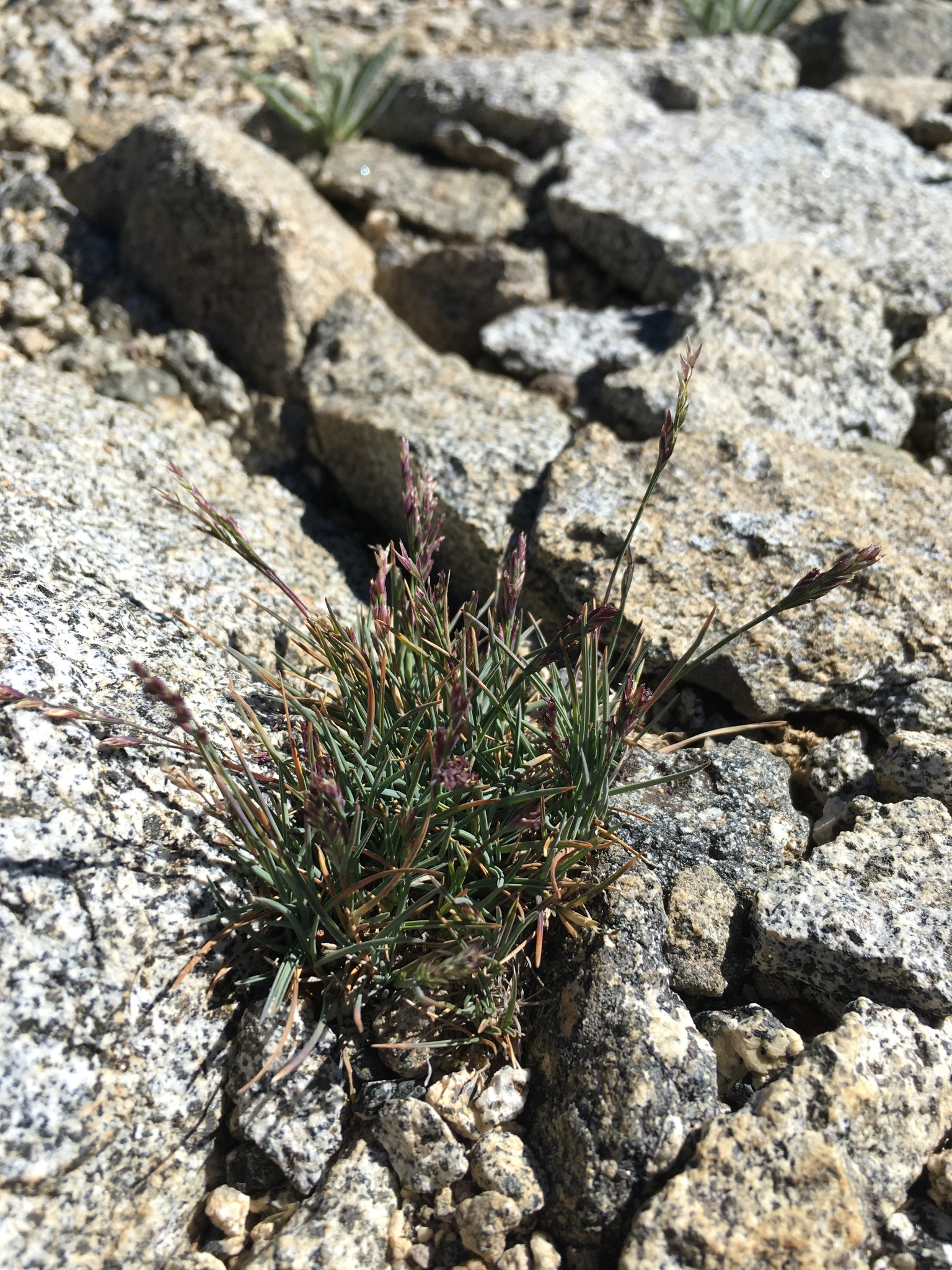 Poa keckii