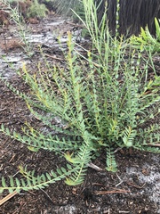 Bossiaea heterophylla