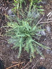 Bossiaea heterophylla