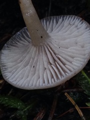 Mycena amicta