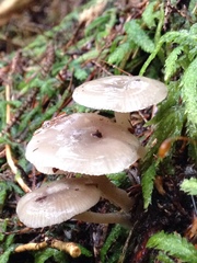 Mycena amicta