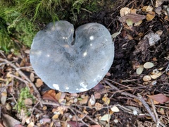 Russula viridis
