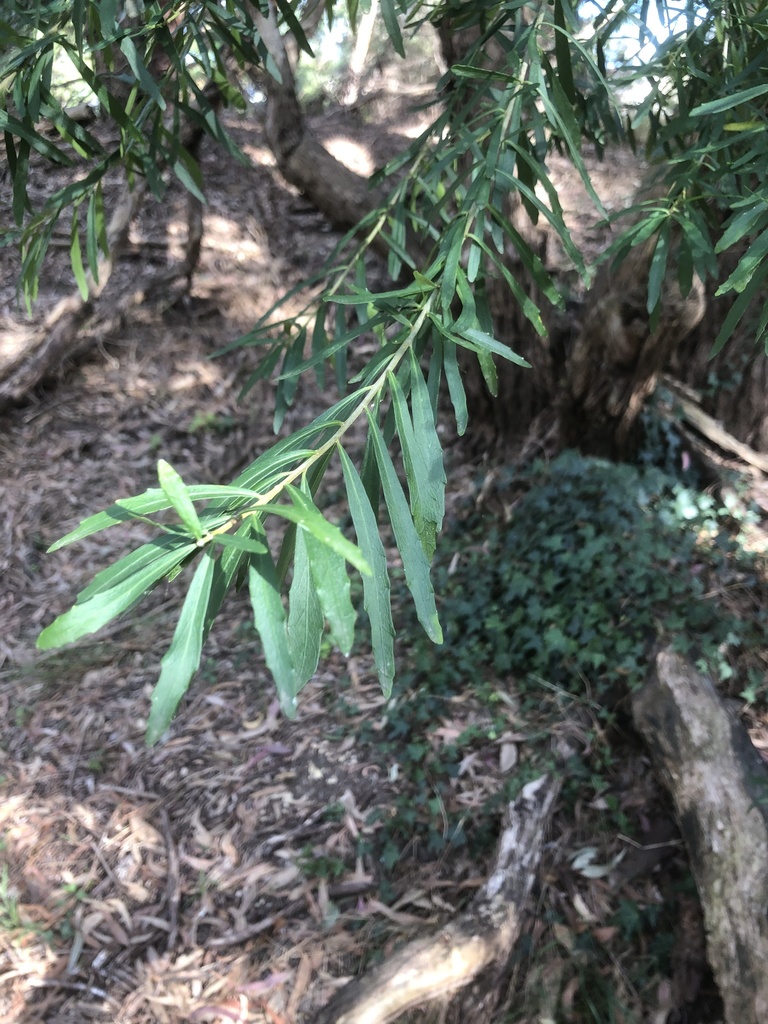 tree violet from Orchard Grove Reserve, Blackburn South, VIC, AU on ...