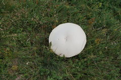 Agaricus crocodilinus