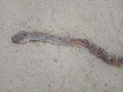 Trimorphodon biscutatus