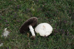 Agaricus crocodilinus