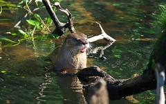 Lontra provocax