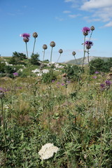 Centaurea scabiosa alpestris