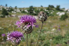 Centaurea scabiosa alpestris
