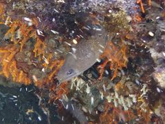 Gymnothorax buroensis